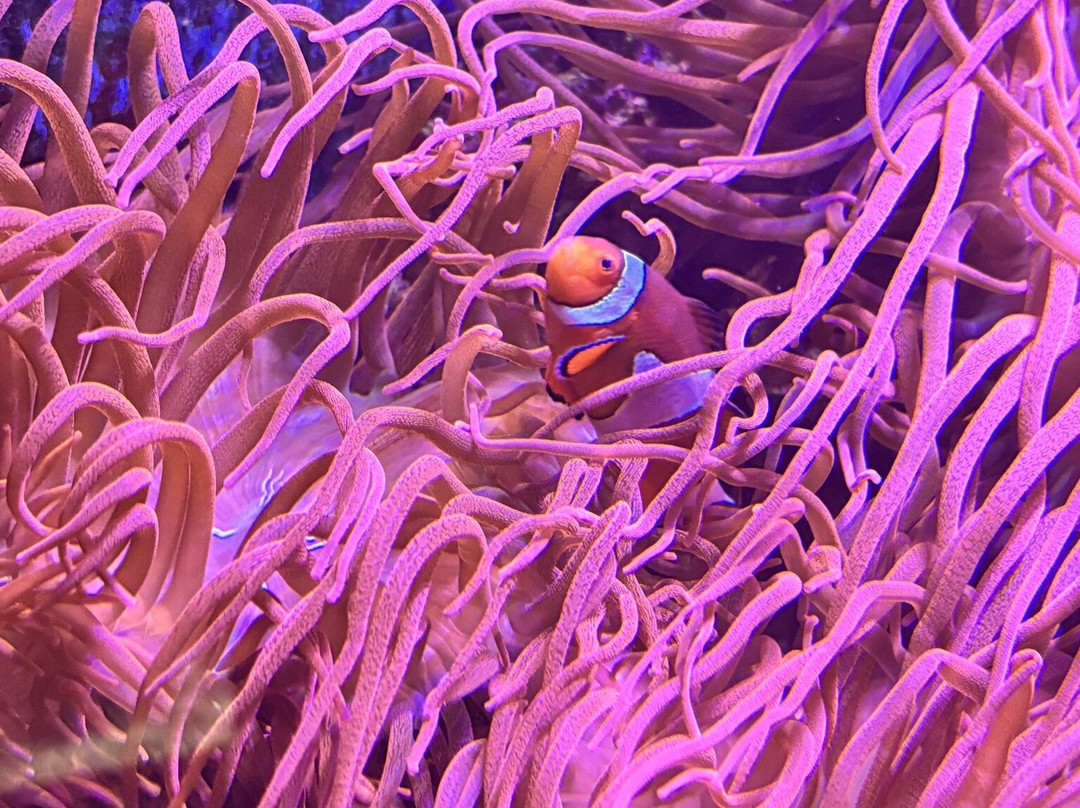 Blue Planet Aquarium-埃尔斯米尔港必去景点