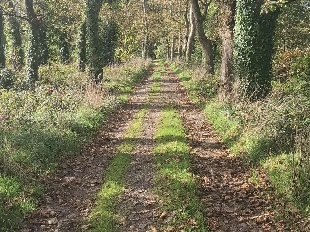 Godolphin and Tregonning Hills Circular Walk-赫尔斯顿必去景点