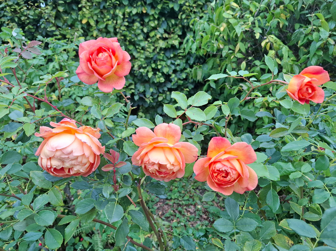 Bushey Rose Garden-Bushey必去景点