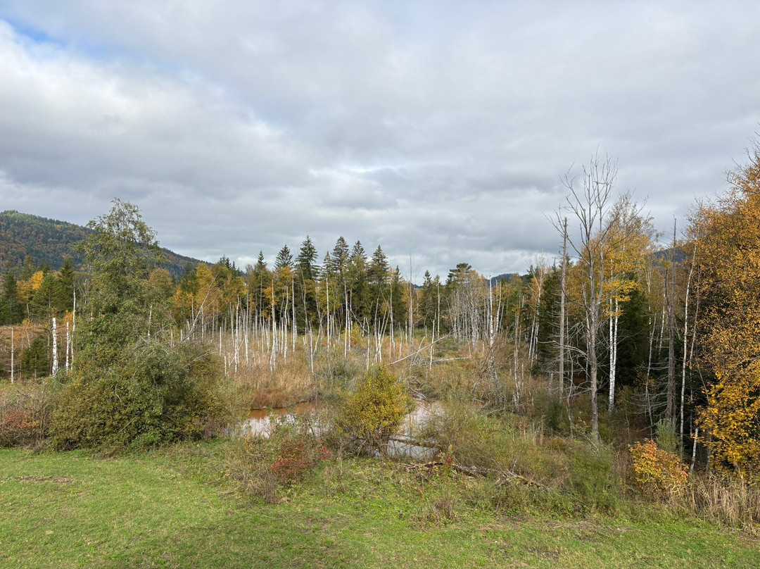 Moor-Erlebnis-Pfad-Inzell必去景点