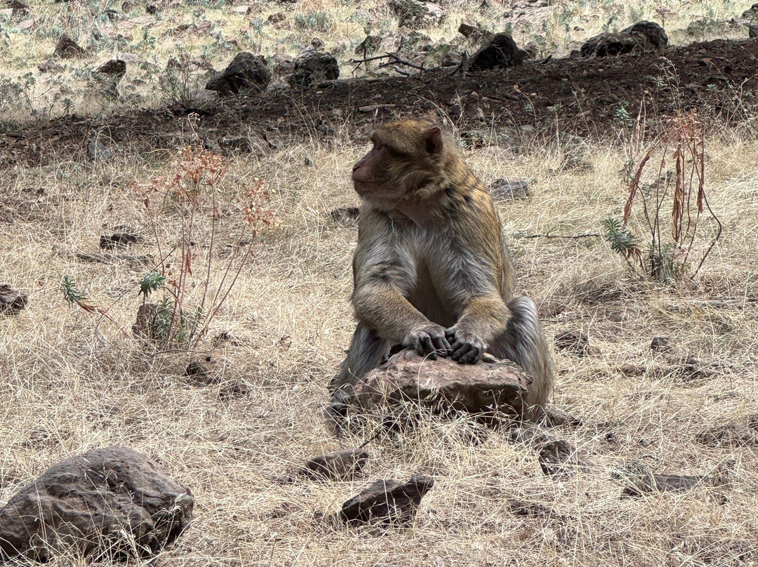 Saleh Boudaoud Official Guide-Azrou必去景点