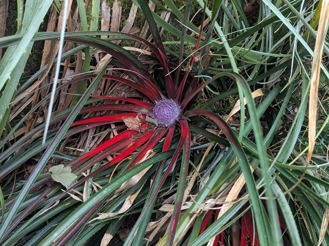 National Botanic Gardens, Kilmacurragh-County Wicklow必去景点