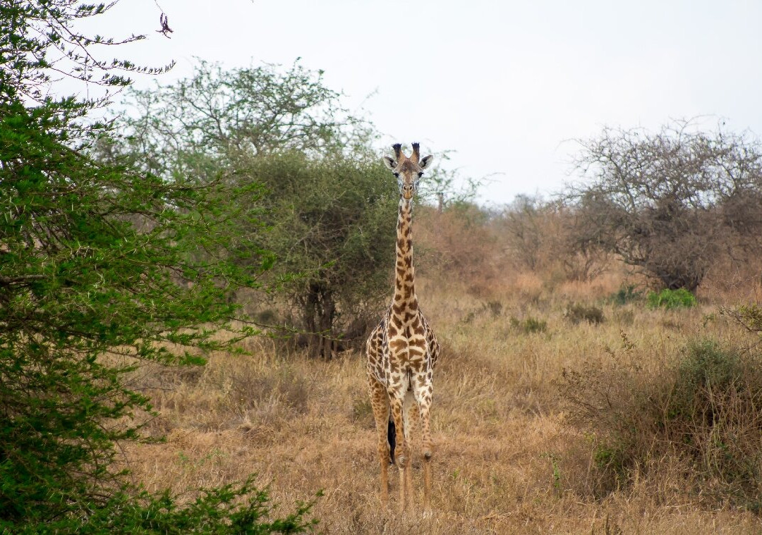Taita Hills Wildlife Sanctuary-西察沃国家公园必去景点