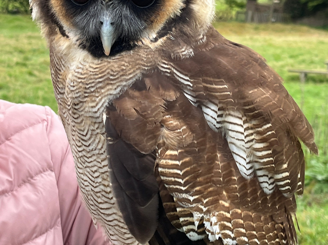 UK Owl And Raptor Centre-Groombridge必去景点