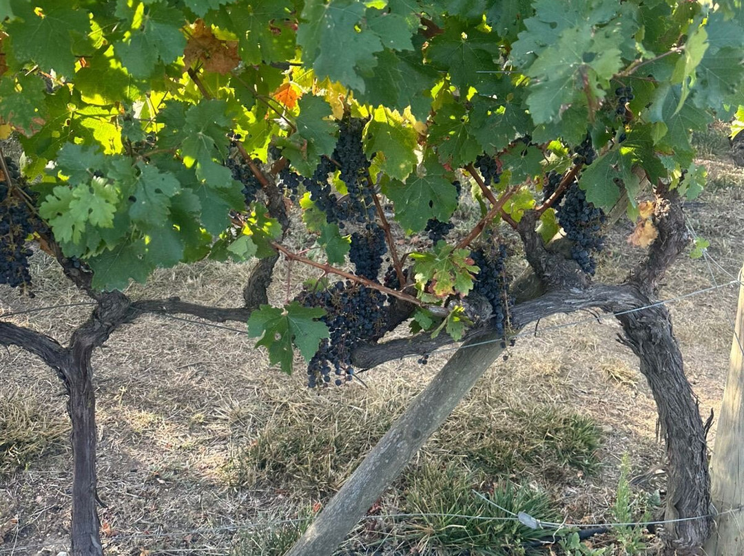 Bodegas Marques de Riscal-Elciego必去景点