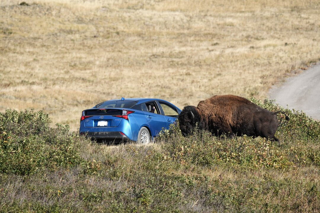 Bison Paddock Loop Road-沃特顿湖国家公园必去景点