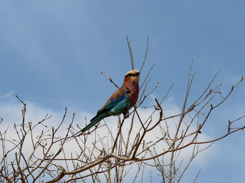 Bushbaby Tours And Transfers-霍德斯普鲁特必去景点
