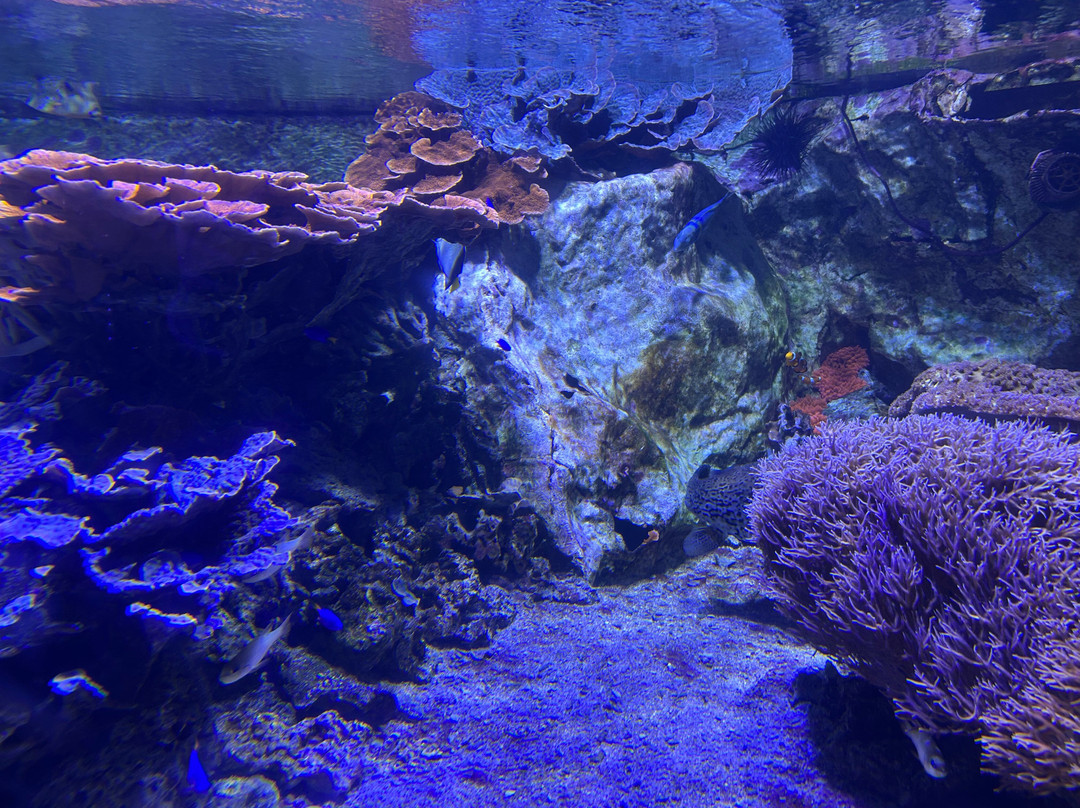 Seaquarium Institut Marin-勒格罗迪鲁瓦必去景点
