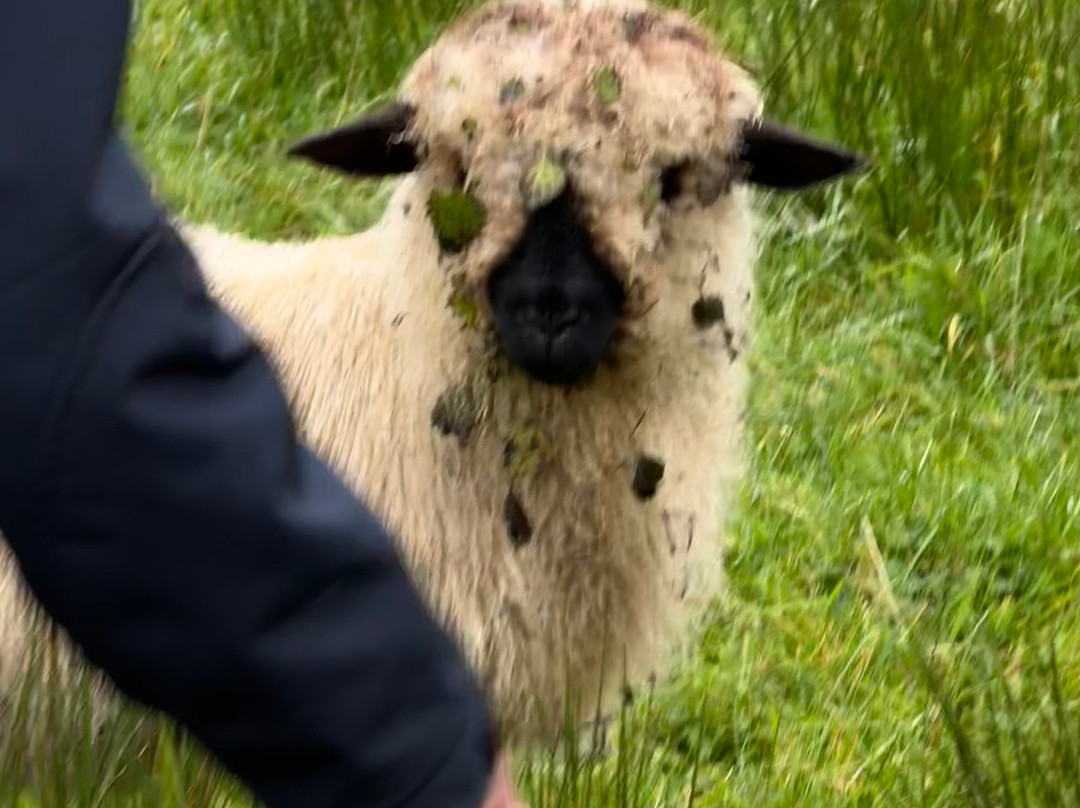 Wild Atlantic Sheep Walks-Tobercurry必去景点