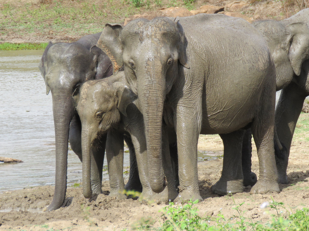 Esela Tours-Wennappuwa必去景点