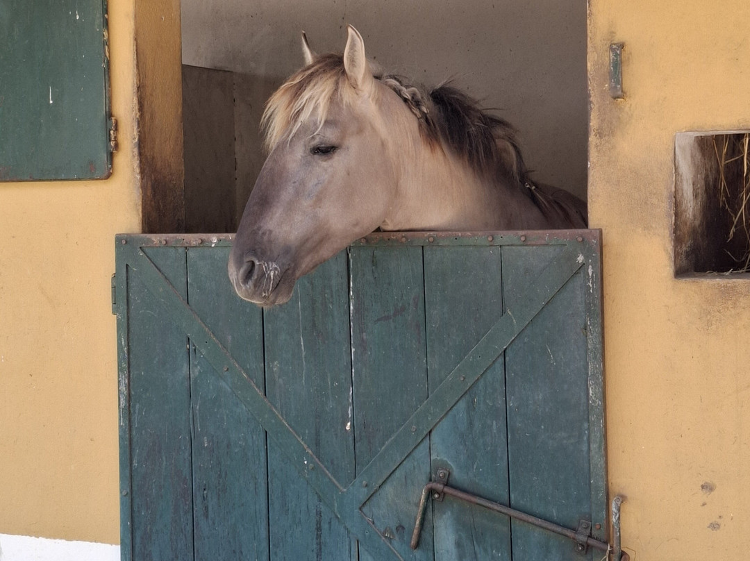 Reserva Natural do Cavalo do Sorraia-Alpiarca必去景点