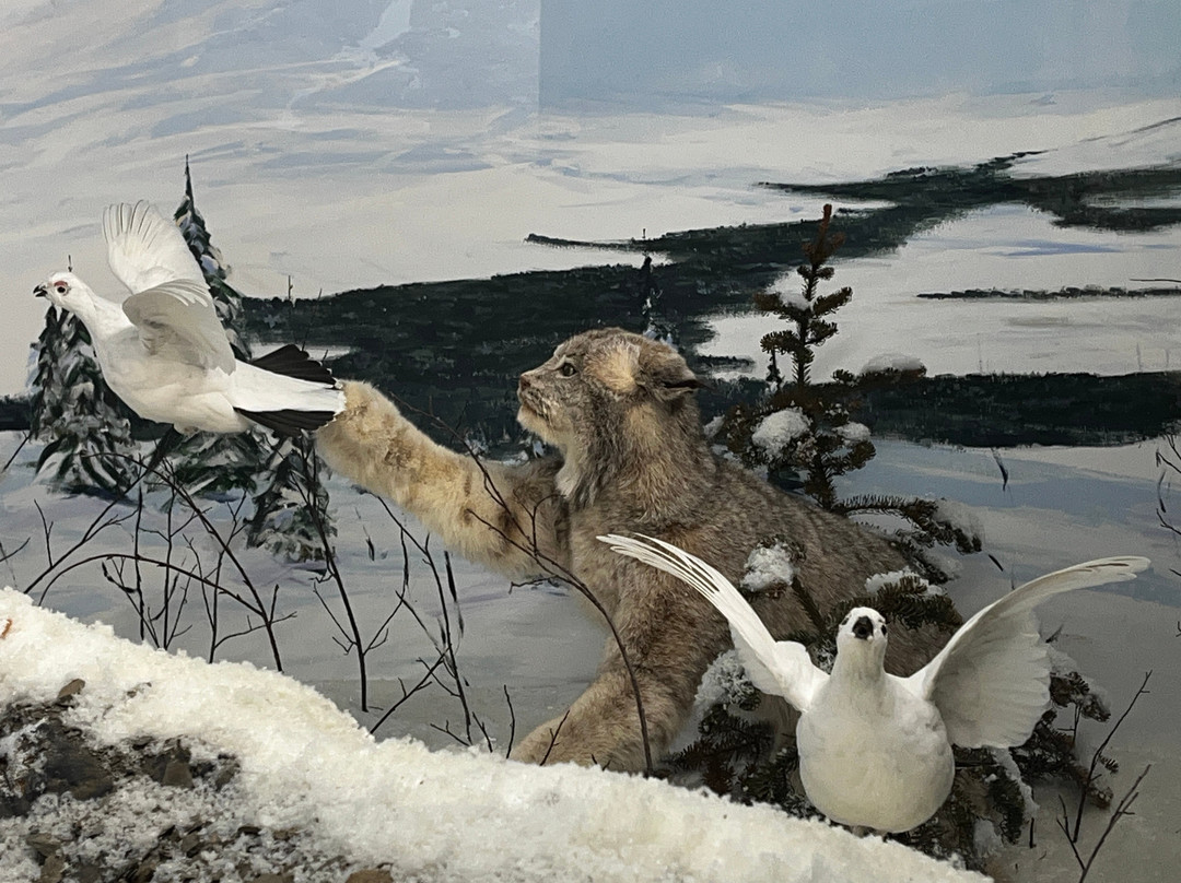 Northern Wildlife Museum-Teslin必去景点