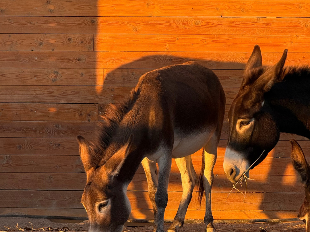 Happy Ears Donkey Sanctuary-Lachania必去景点