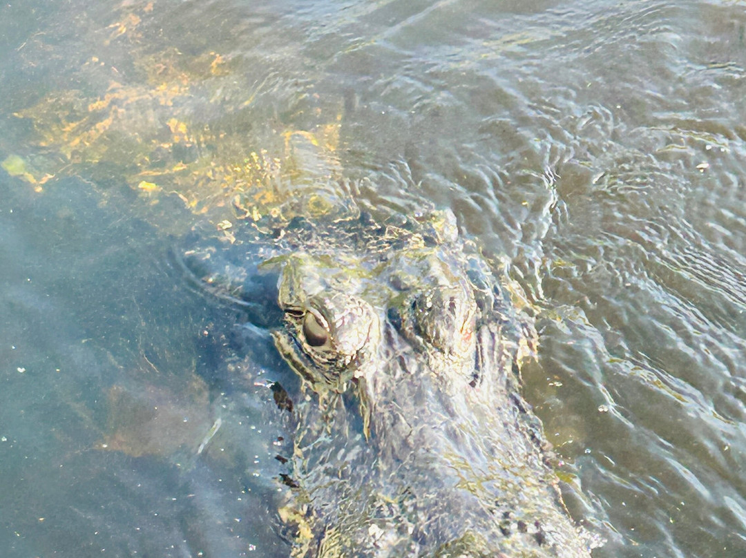 Everglades Swamp Tours-Everglades Wildlife Management Area必去景点