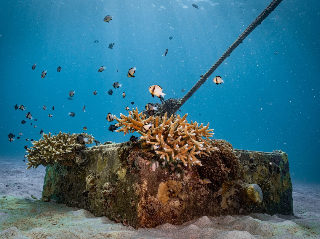 Forra Diving - Day Tour-丽贝岛必去景点