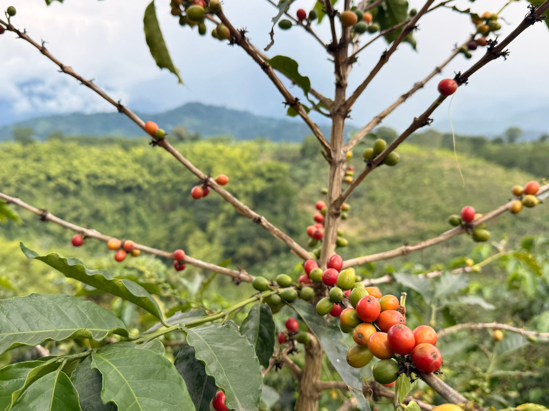 Finca Las Palmitas - Quindio-亚美尼亚必去景点