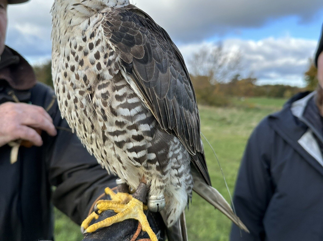 Dublin Falconry-Castleknock必去景点