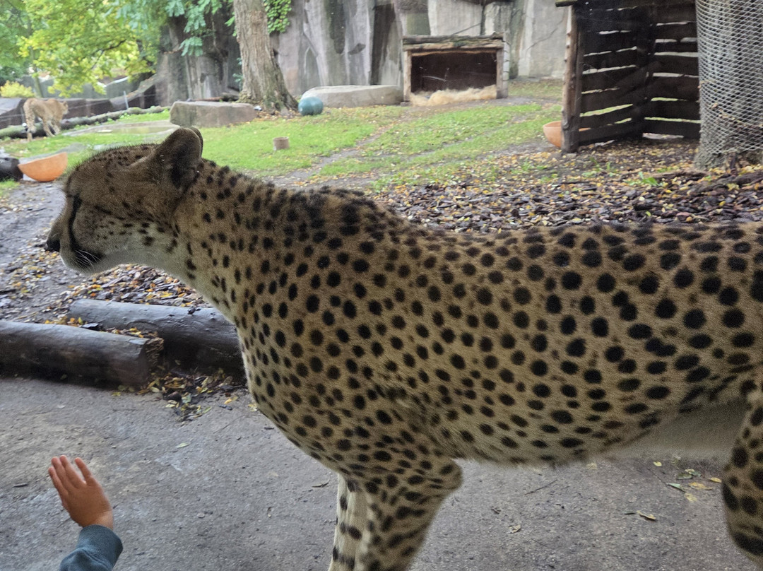 Milwaukee County Zoo-密尔沃基必去景点