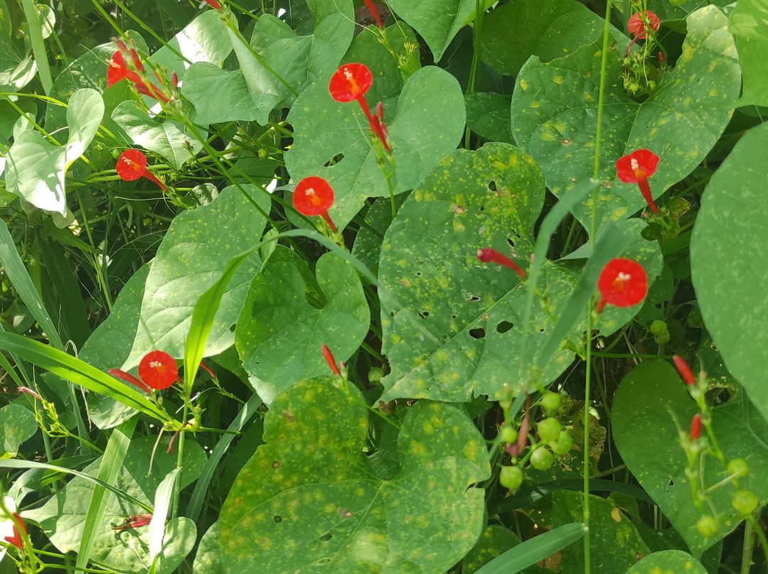 Zona Arqueológica Chalcatzingo-Jantetelco必去景点