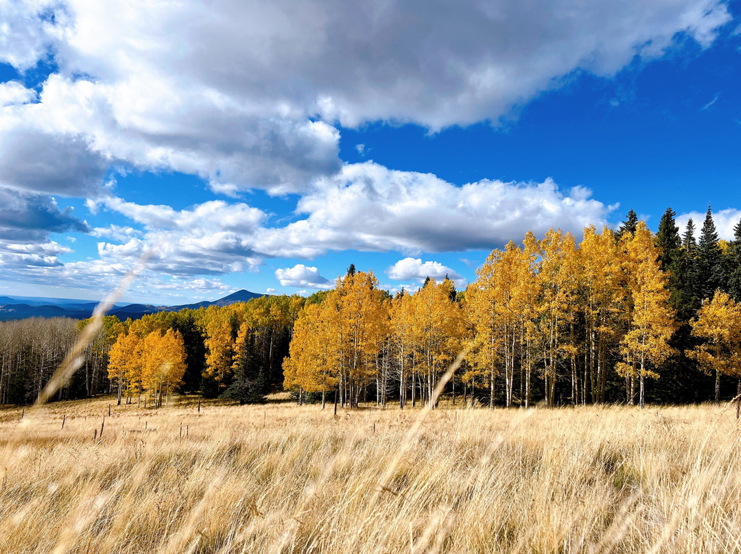 Arizona Snowbowl-弗拉格斯塔夫必去景点