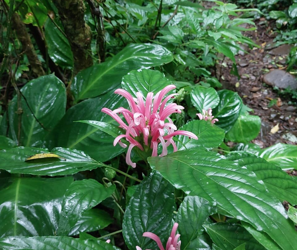 Aparados da Serra Tours-Cambará do Sul必去景点