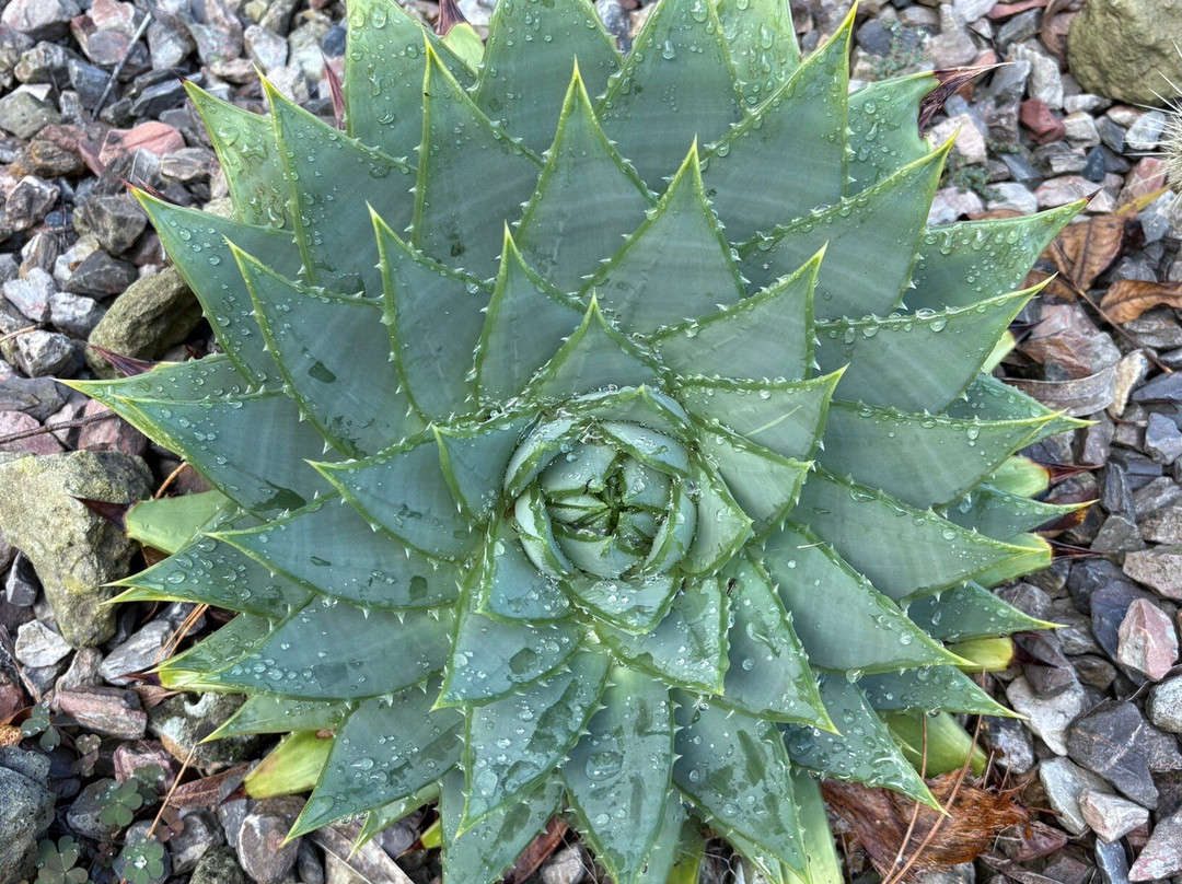 Ventnor Botanic Garden-文特诺必去景点