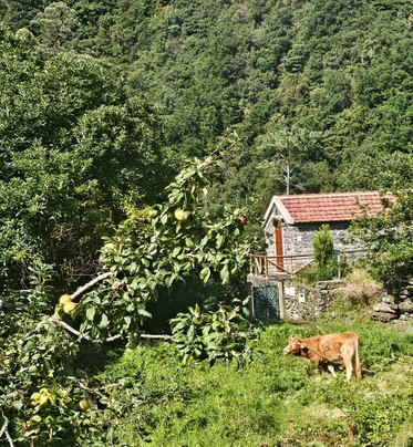 Madeira Luxury Tours-卡列塔必去景点