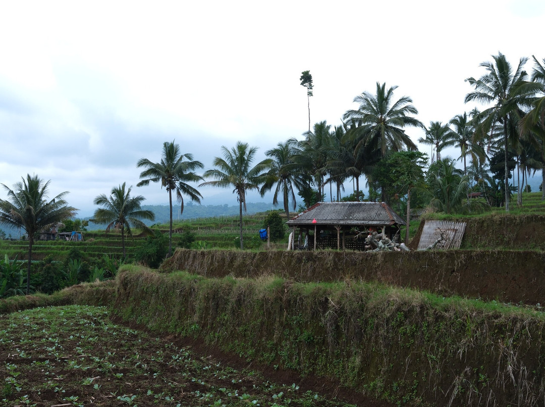 Micofam Lombok Coffee-Sapit必去景点