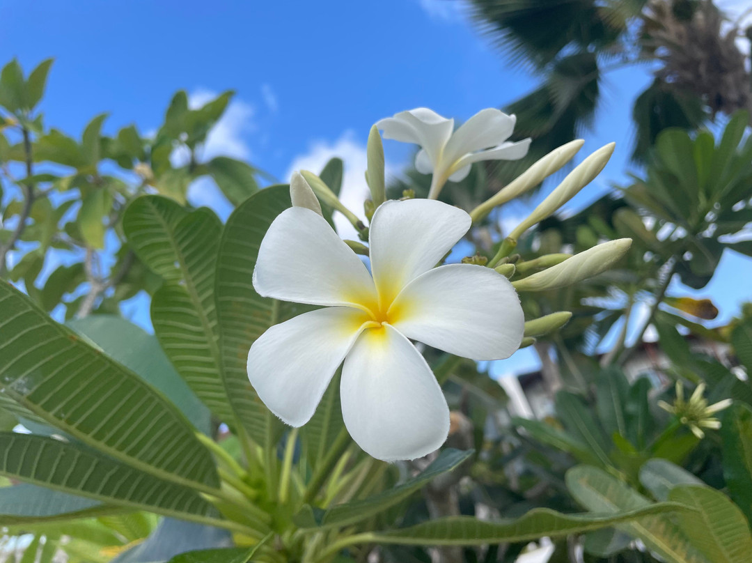 Creole Travel Services-维多利亚必去景点