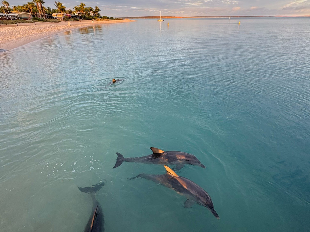 Why Not Bus-珀斯必去景点