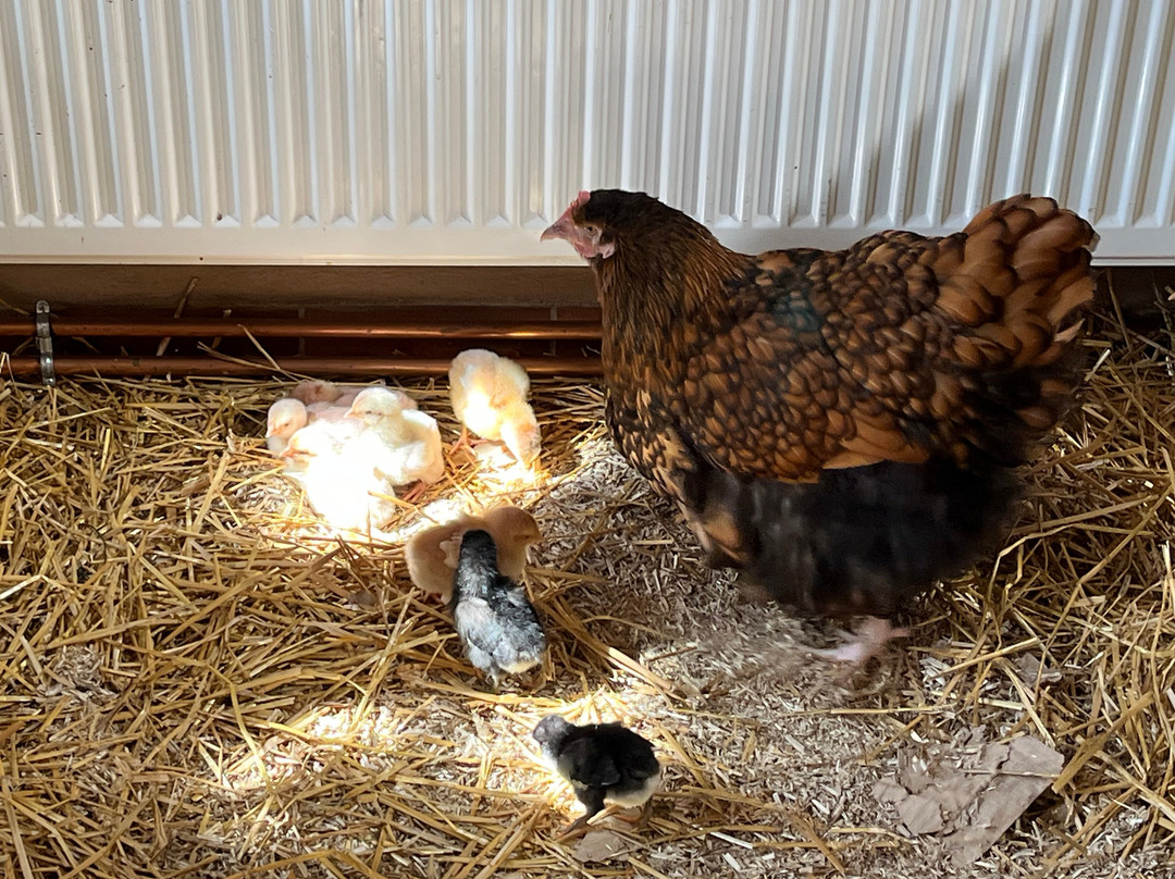 Bureau D'information Touristique De Turckheim-图克汉必去景点