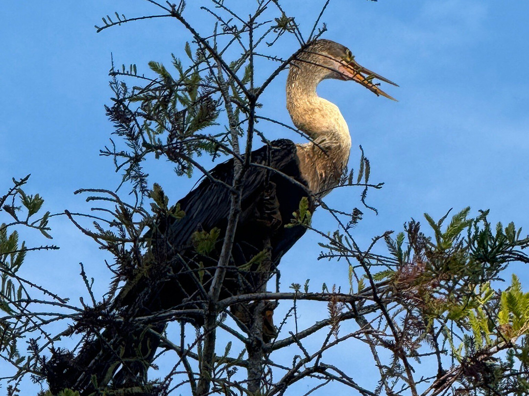 Boyd Hill Nature Preserve-圣彼德斯堡必去景点