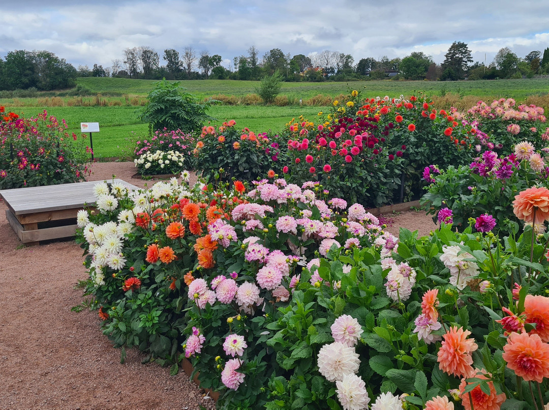 Dahliasolen i Varnhem