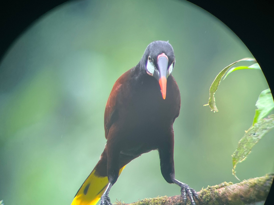 Pizote Tours-Boca Tapada必去景点