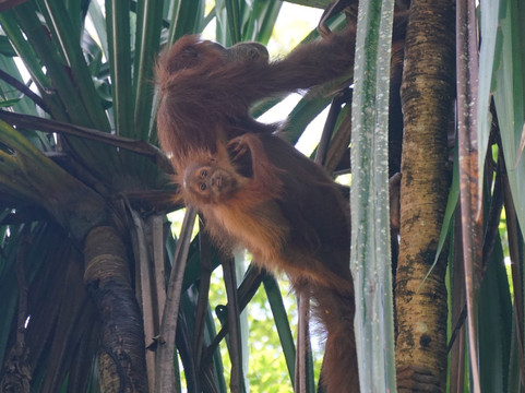 Pondok Wisata Guesthouse主图