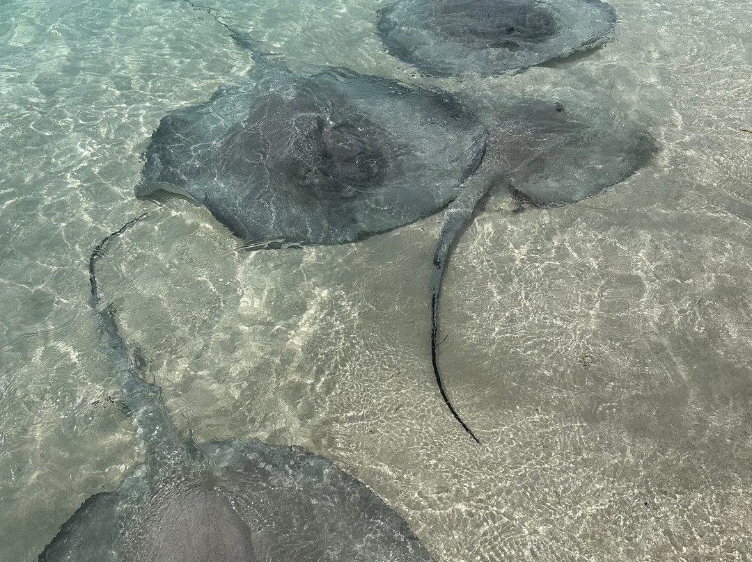 Minns Water Sports-George Town必去景点