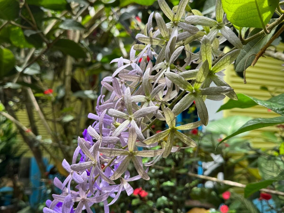 Kot Man-Ya Exotic Flower Garden-皇家沙滩必去景点