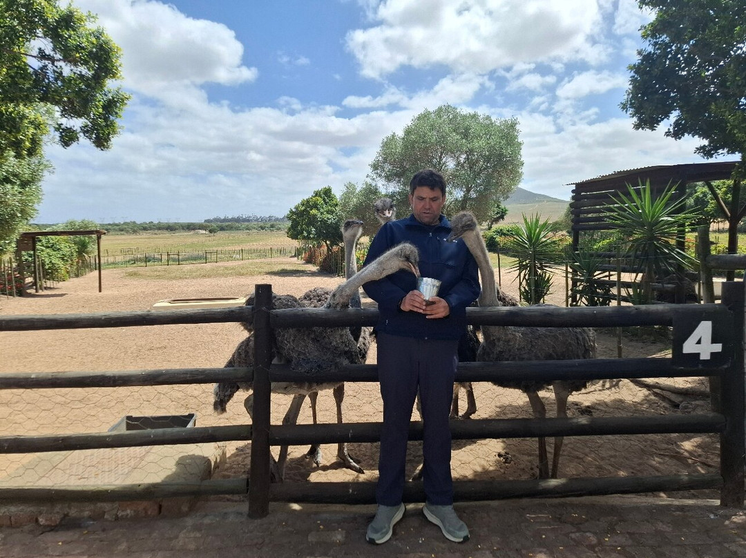 Cape Town Ostrich Ranch-开普敦中心区必去景点