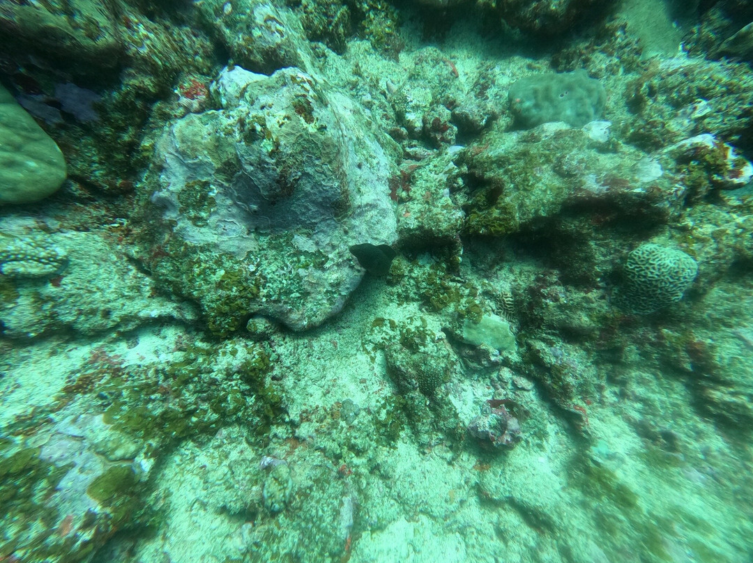 Scuba World Diving Mauritius-马喜埔必去景点