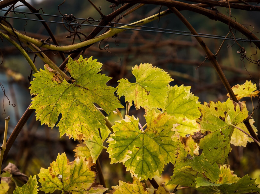 Torre dei Contini-Canelli必去景点