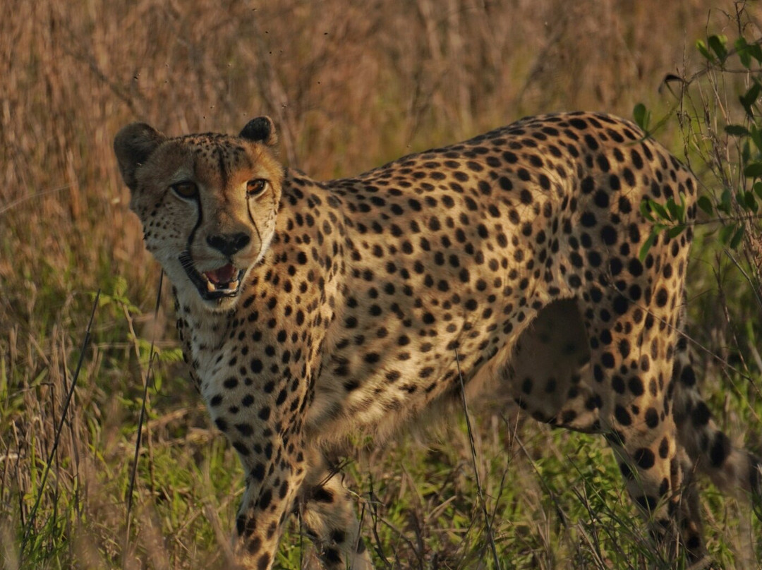 Royal Safaris-库马堤港必去景点