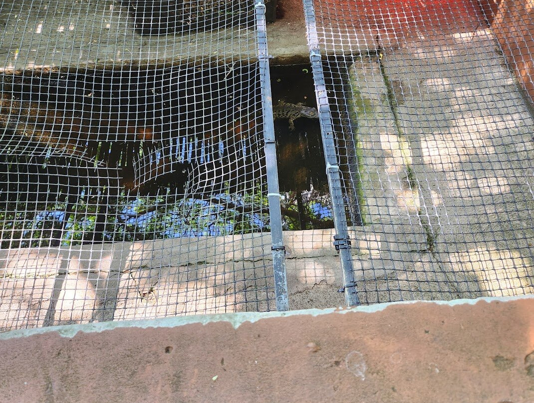 Crocodile Centre St Lucia-圣露西亚必去景点