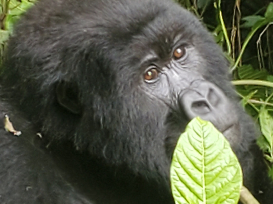 Rwanda Gorilla Trek - Day Tours-Huye必去景点