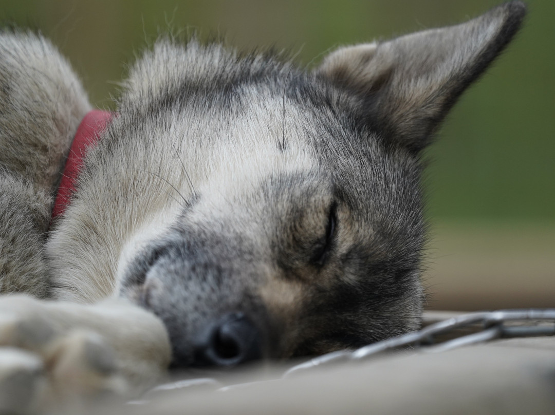 Sled Dog Demonstration-德纳利国家公园和自然保护区必去景点