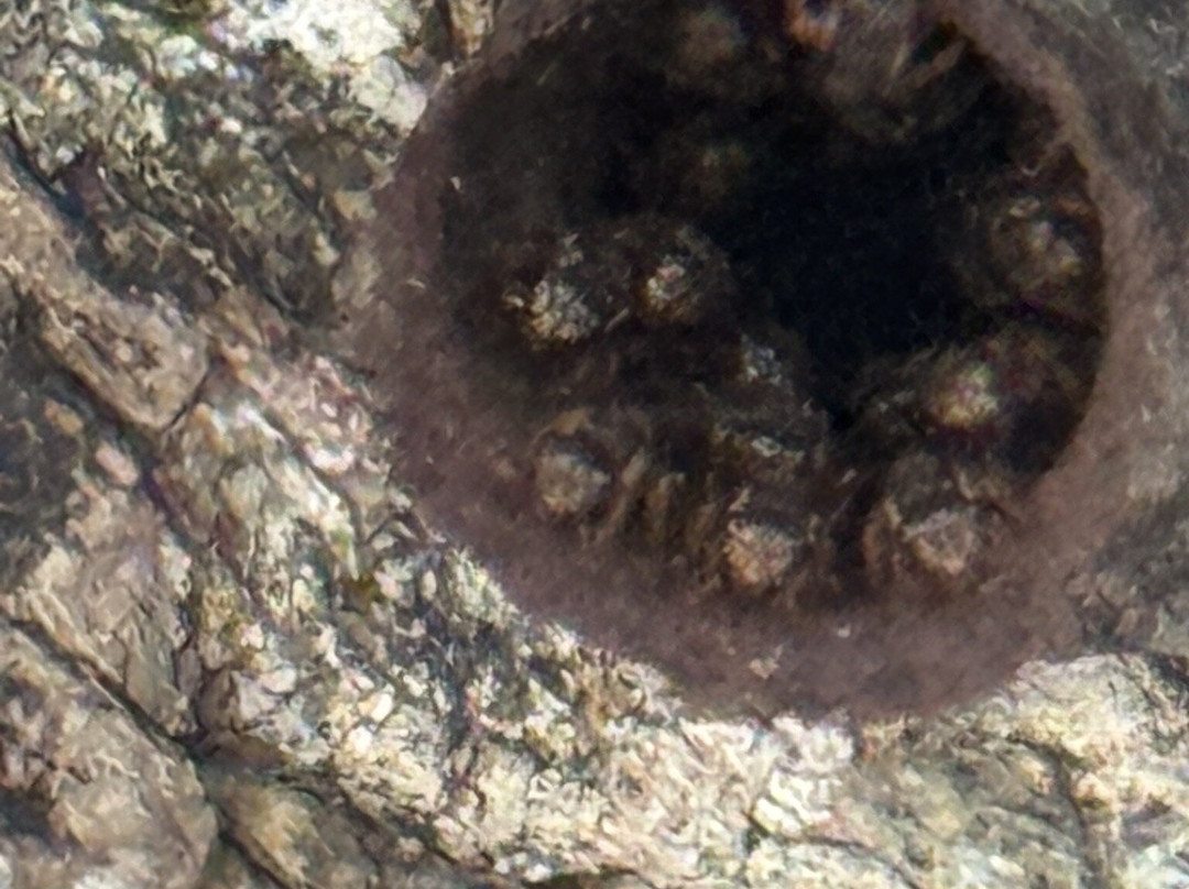 Mayan Bee Sanctuary-San Miguel de Cozumel必去景点