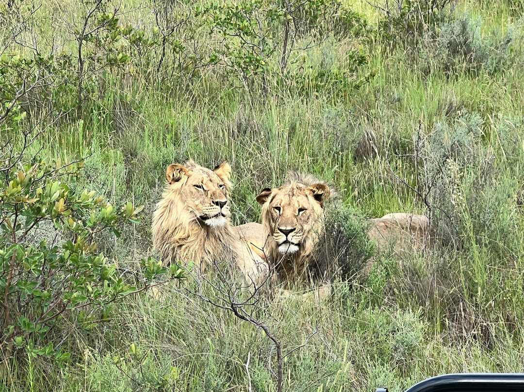 Loisico Tours and Excursions-Bloubergstrand必去景点