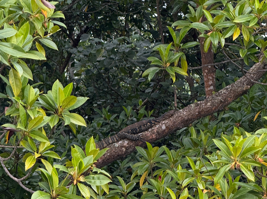 Mirissa Eco Lagoon Safari-美蕊沙必去景点