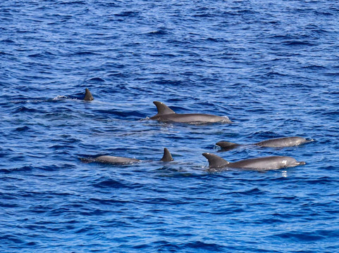 Ausflug Mit Mohamed-赫尔格达必去景点