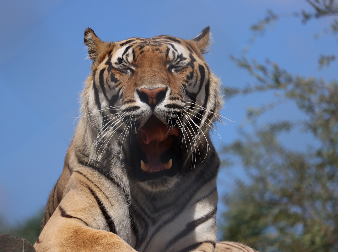 Panthera Africa - Big Cat Sanctuary-斯坦福必去景点