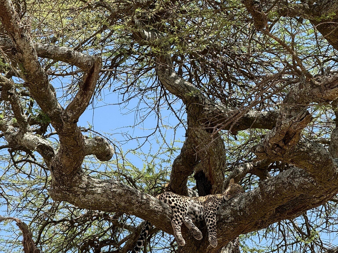 Nature's Land Safaris & Rentals-姆万扎必去景点